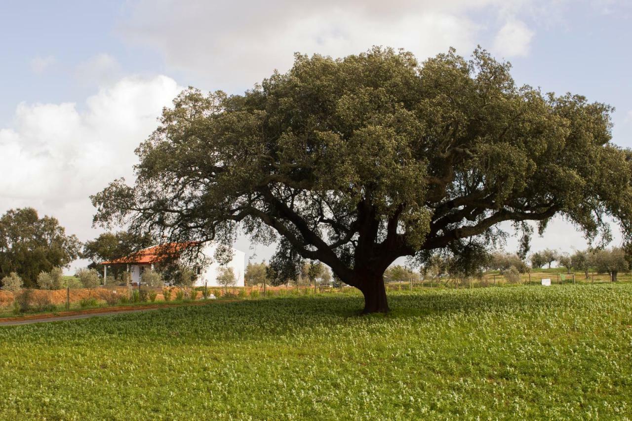 Monte Quinta Verde Ferreira Do Alentejo Eksteriør bilde