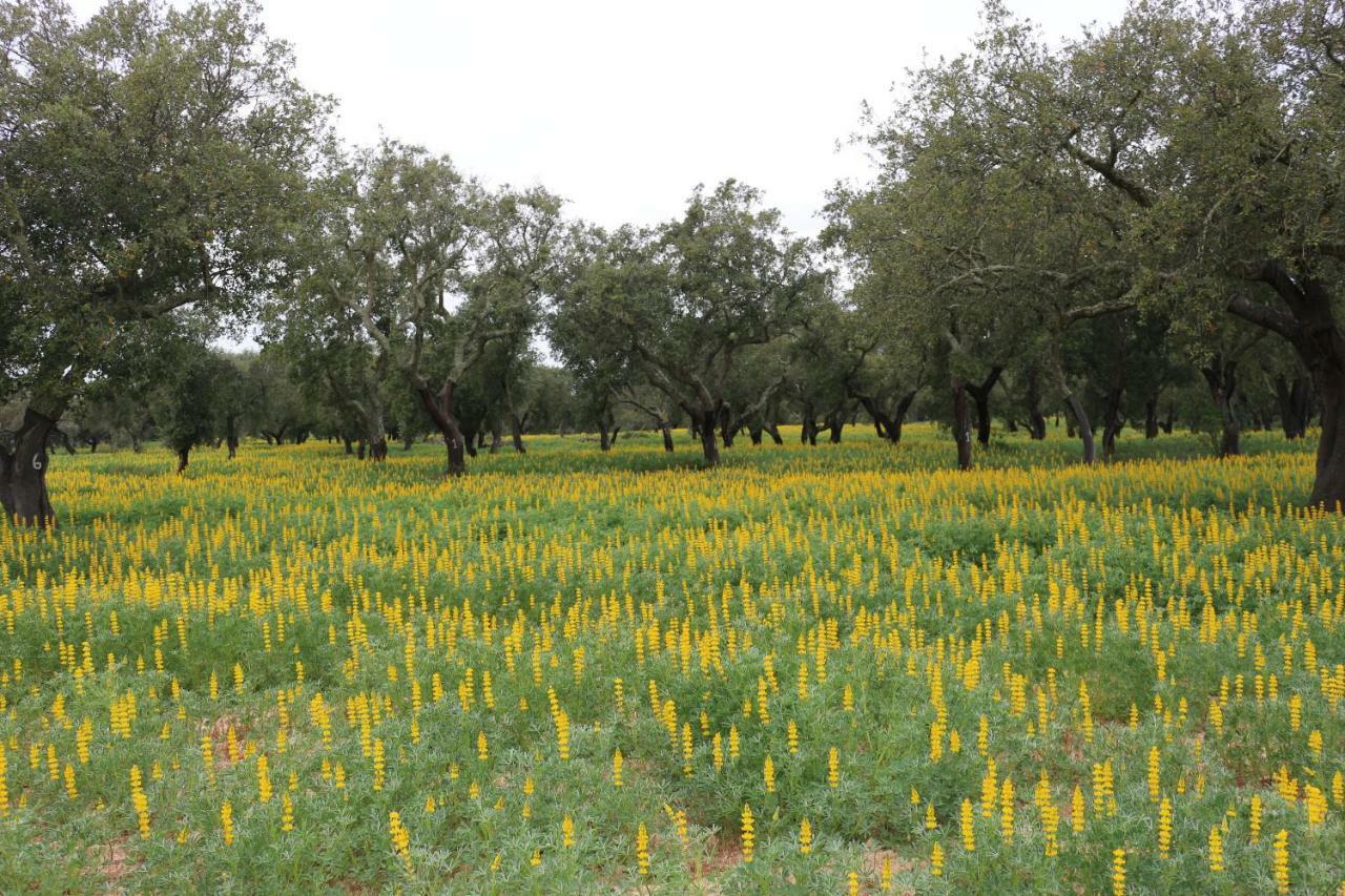 Monte Quinta Verde Ferreira Do Alentejo Eksteriør bilde